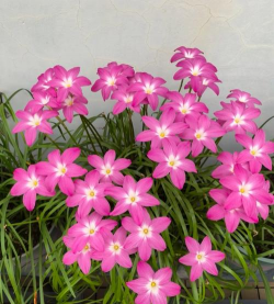 夏天不易掉的花有哪些花 夏天不易掉的花有哪些花