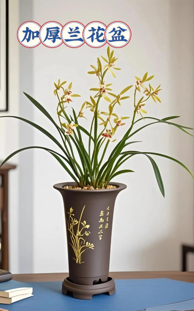 种兰花用什么颜色的盆 种兰花用什么颜色的盆