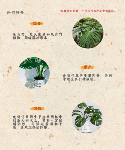 龟背竹为什么有气生根 龟背竹为什么有气生根