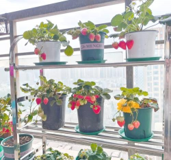 草莓什么品种最适合盆栽 草莓什么品种最适合盆栽