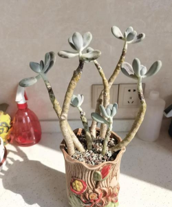 肉肉徒长什么样子的. 肉肉徒长什么样子的.