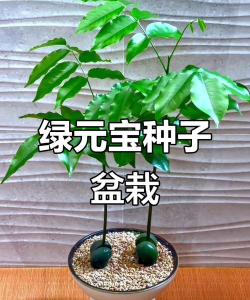 植物绿元宝是什么意思 植物绿元宝是什么意思