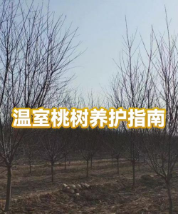 温室桃树怎么种植 温室桃树怎么种植