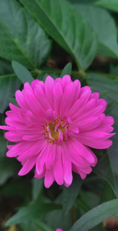 江西省适合种什么花 江西省适合种什么花