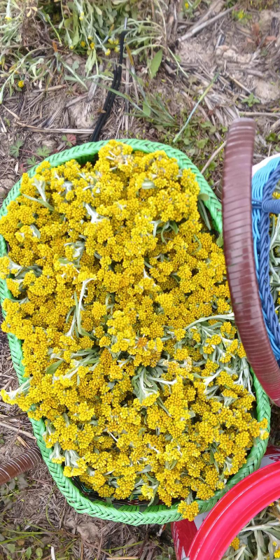 牛不爱吃的花有哪些花 牛不爱吃的花有哪些花