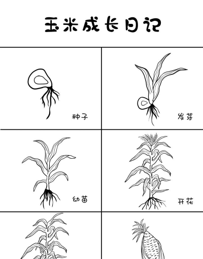 种植玉米怎么发芽 种植玉米怎么发芽