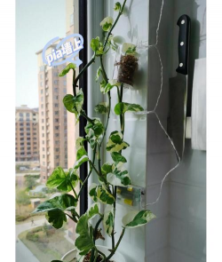 绿萝爬墙有什么说法吗 绿萝爬墙有什么说法吗