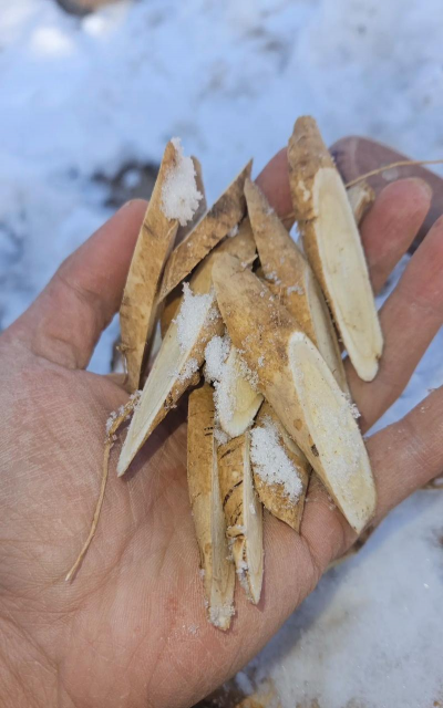 黄芪怎么种植多久 黄芪怎么种植多久