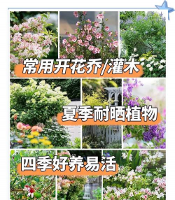 乔灌木怎么种植 乔灌木怎么种植