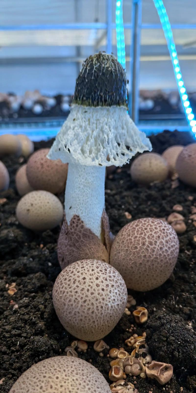 竹荪怎么家庭种植 竹荪怎么家庭种植