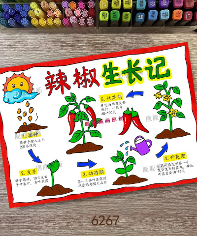 科学怎么种植辣椒 科学怎么种植辣椒