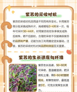 怎么种植紫苏苗子 怎么种植紫苏苗子