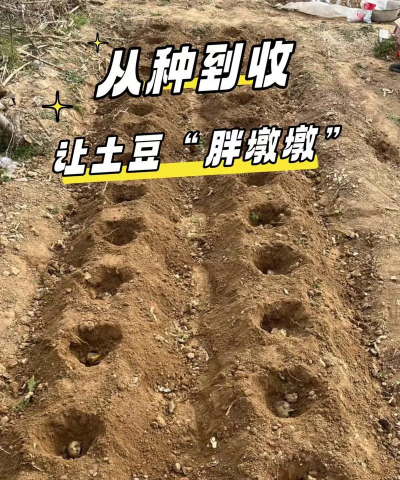 土豆怎么种植底肥 土豆怎么种植底肥