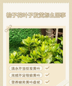 枙子花叶发黄什么原因 枙子花叶发黄什么原因