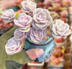 多肉花有什么用途 多肉花有什么用途