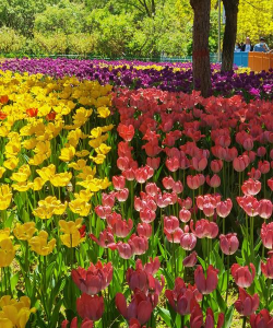 春天开的花公园有哪些花 春天开的花公园有哪些花