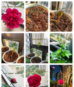 芍药怎么种植种子 芍药怎么种植种子