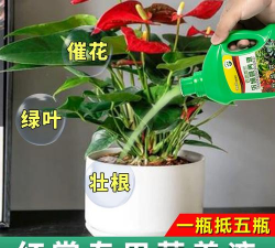 红掌用什么肥料生长快 红掌用什么肥料生长快