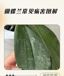 蝴蝶兰易患什么病 蝴蝶兰易患什么病