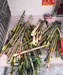 苦笋怎么种植 苦笋怎么种植