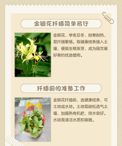 金银花什么时间扦插 金银花什么时间扦插