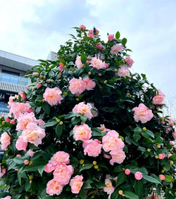 有香味的北方花有哪些 有香味的北方花有哪些