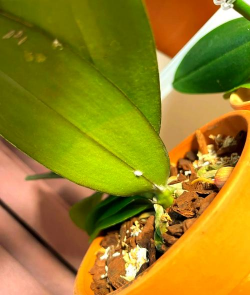 蝴蝶兰容易长什么虫 蝴蝶兰容易长什么虫