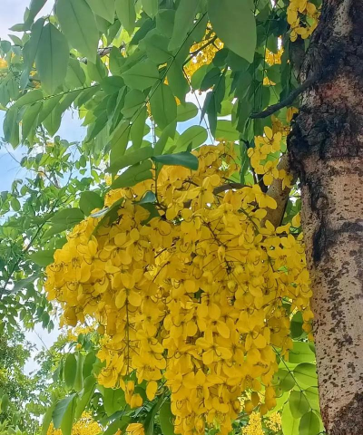 腊肠树怎么种植 腊肠树怎么种植