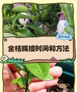 金桔树什么时候嫁接好 金桔树什么时候嫁接好