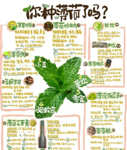 薄荷怎么盆子种植 薄荷怎么盆子种植