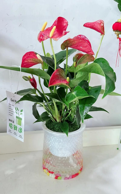 红掌开花用什么肥料最好 红掌开花用什么肥料最好