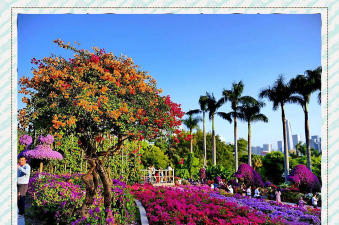 深圳有哪些地方有花 深圳有哪些地方有花