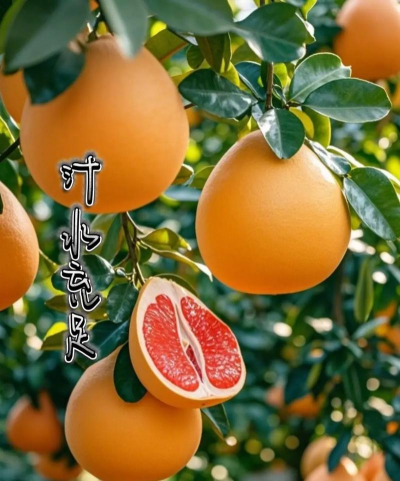 怎么种植红心蜜柚 怎么种植红心蜜柚