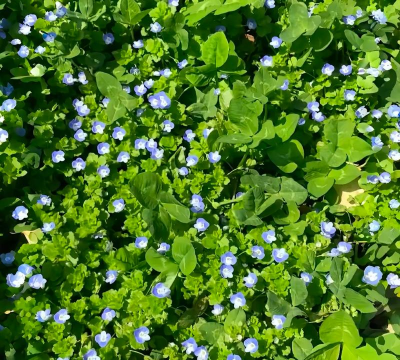 什么花是在地上长的 什么花是在地上长的