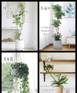 北向房间适合养什么植物 北向房间适合养什么植物
