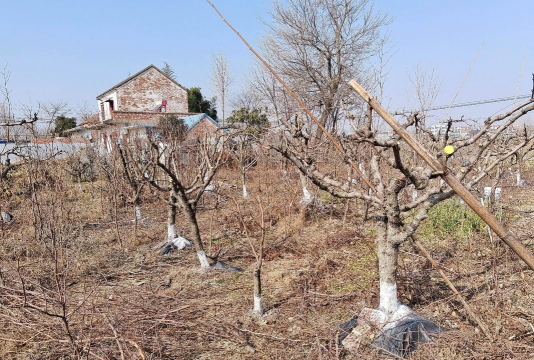 枣子树什么时候修枝好 枣子树什么时候修枝好