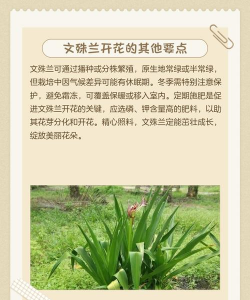 文殊兰适合用什么肥料 文殊兰适合用什么肥料