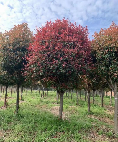 红叶石楠的特点是什么 红叶石楠的特点是什么