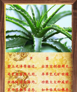 什么原因导致芦荟叶子软 什么原因导致芦荟叶子软