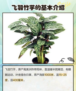 飞羽花卉施什么肥好 飞羽花卉施什么肥好