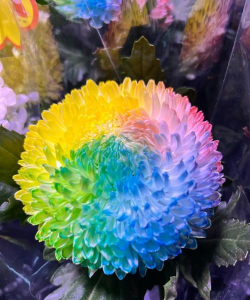 菊花开花时是什么颜色 菊花开花时是什么颜色