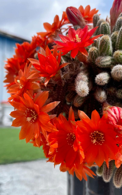 枝有刺的花有哪些 枝有刺的花有哪些