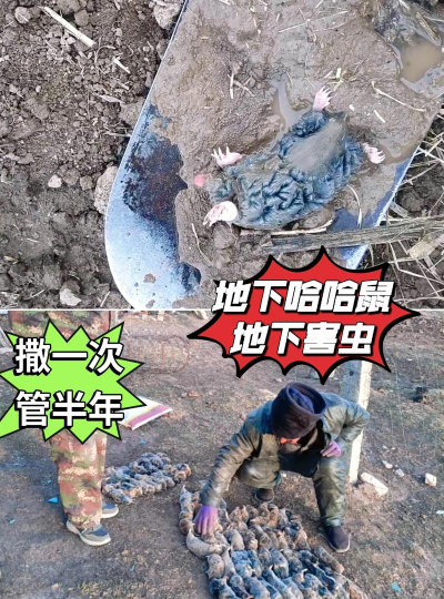 老鼠怎么种植方法 老鼠怎么种植方法