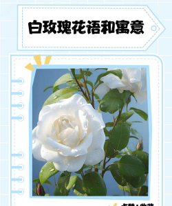 白玫瑰玫瑰的花语是什么 白玫瑰玫瑰的花语是什么
