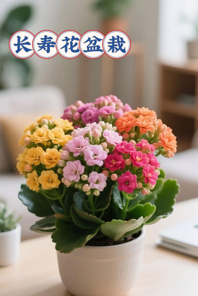 家里养最好的花有哪些花 家里养最好的花有哪些花