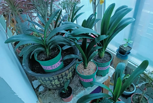 换盆的时候加什么肥 换盆的时候加什么肥