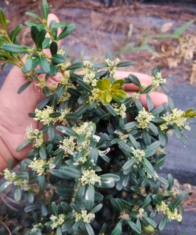 黄杨树花什么样 黄杨树花什么样