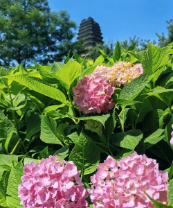 夏天开很小的花有哪些花 夏天开很小的花有哪些花