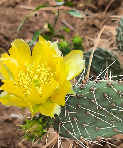 仙人掌花开象征着什么 仙人掌花开象征着什么