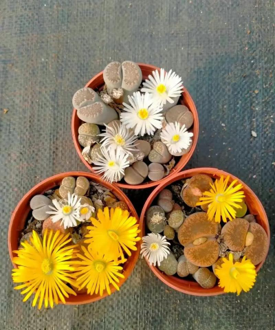 生石花播种用什么盆 生石花播种用什么盆